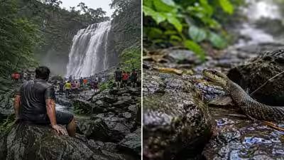 A 38-year-old tourist dies after being bitten by a snake at Amboli Waterfall; What travellers must know before visiting Maharashtra’s monsoon hotspot | A 38-year-old tourist dies after being bitten by a snake at Amboli Waterfall; What travellers must know before visiting Maharashtra’s monsoon hotspot |