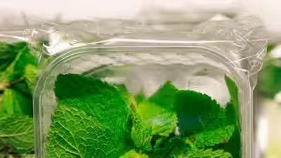 How To Store Mint Leaves: How to store mint leaves and keep them fresh for longer How To Store Mint Leaves: How to store mint leaves and keep them fresh for longer