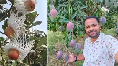 Apples in 44°C heat? This engineer quit his corporate job to grow them in Maharashtra Apples in 44°C heat? This engineer quit his corporate job to grow them in Maharashtra