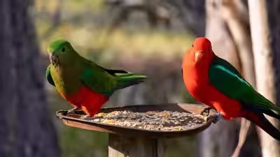 H5N1 Bird Flu: Could your backyard bird feeder be helping spread deadly bird flu? Here’s why experts are warning against feeding wild birds during the H5N1 outbreak H5N1 Bird Flu: Could your backyard bird feeder be helping spread deadly bird flu? Here’s why experts are warning against feeding wild birds during the H5N1 outbreak