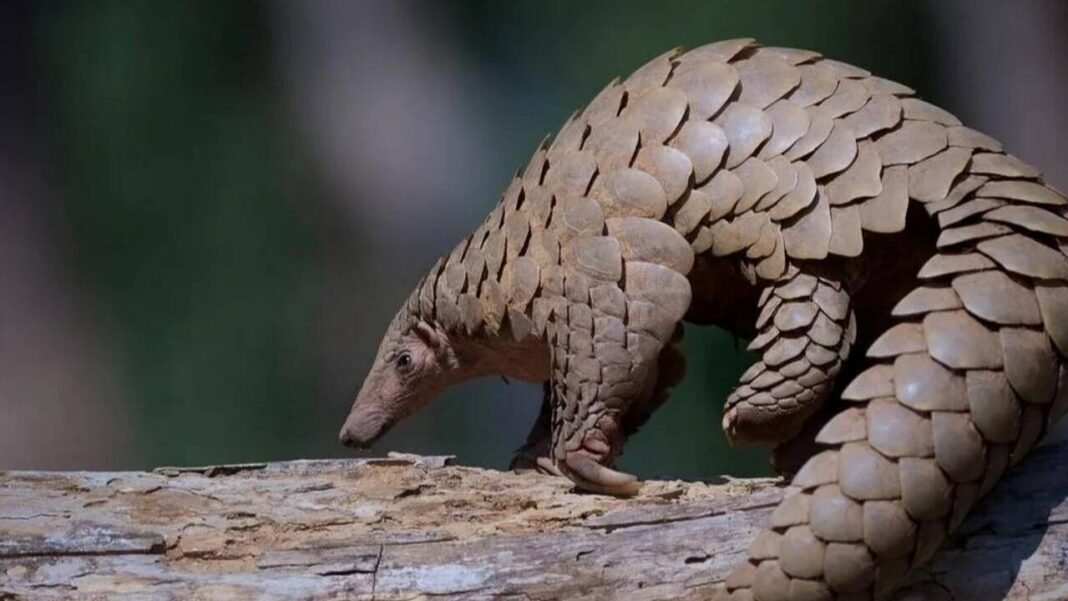 10 Indian animals that can leave you wondering: How does nature create this? 10 Indian animals that can leave you wondering: How does nature create this?