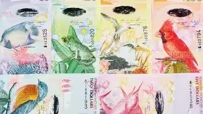 From sea turtle to rare birds: Foreign currencies so beautiful they belong in your travel album From sea turtle to rare birds: Foreign currencies so beautiful they belong in your travel album