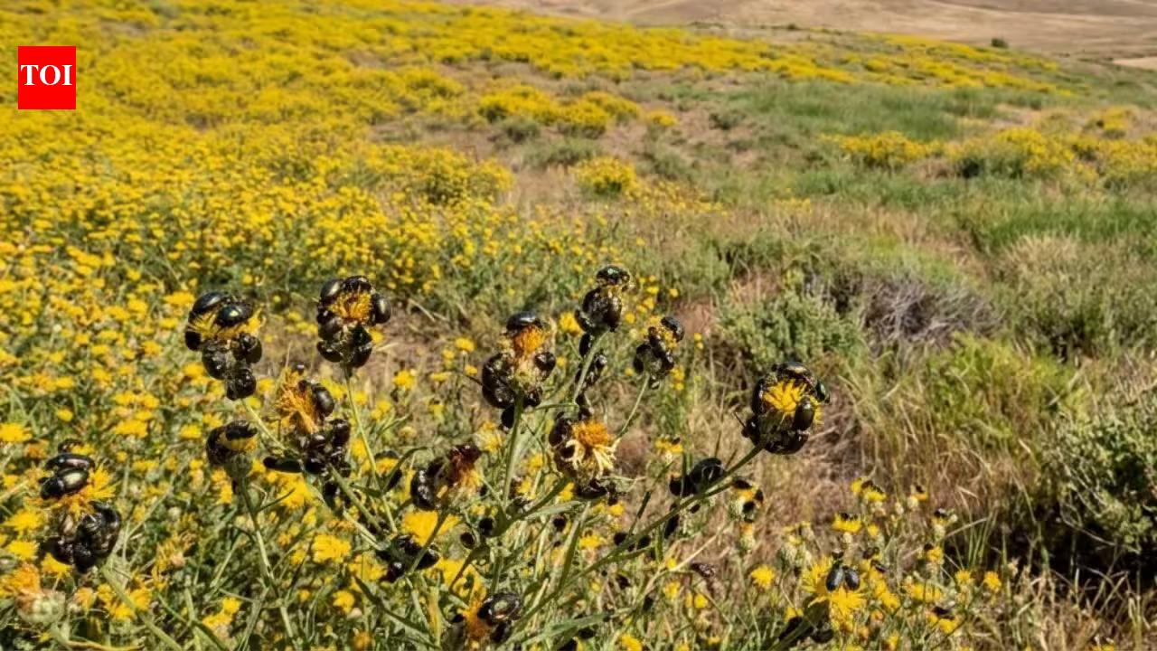 California had 2.34 million acres covered by a toxic yellow weed until tiny Australian beetles fought back and reduced it by 99% within a decade | California had 2.34 million acres covered by a toxic yellow weed until tiny Australian beetles fought back and reduced it by 99% within a decade |