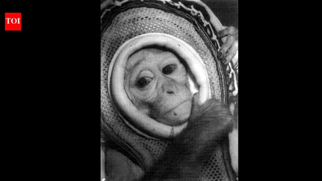 In 1960, Nasa launched rhesus monkey Miss Sam on a Mercury escape test, reaching 1,800 mph before she landed safely in the Atlantic | In 1960, Nasa launched rhesus monkey Miss Sam on a Mercury escape test, reaching 1,800 mph before she landed safely in the Atlantic |