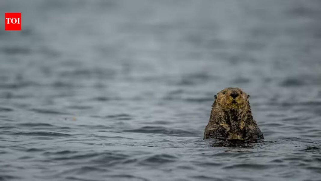 Sea Otters were successfully reintroduced in Canada after their extinction due to fur trade, protecting the kelp populations; but now they are threatening a ‘local delicacy’ Sea Otters were successfully reintroduced in Canada after their extinction due to fur trade, protecting the kelp populations; but now they are threatening a ‘local delicacy’