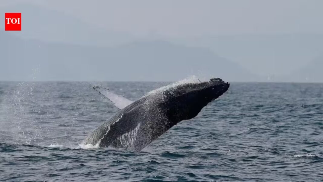 Once hunted to near extinction, Brazil’s humpback whales make a stunning comeback, population surges from just 2,000 to nearly 35,000 in two decades Once hunted to near extinction, Brazil’s humpback whales make a stunning comeback, population surges from just 2,000 to nearly 35,000 in two decades