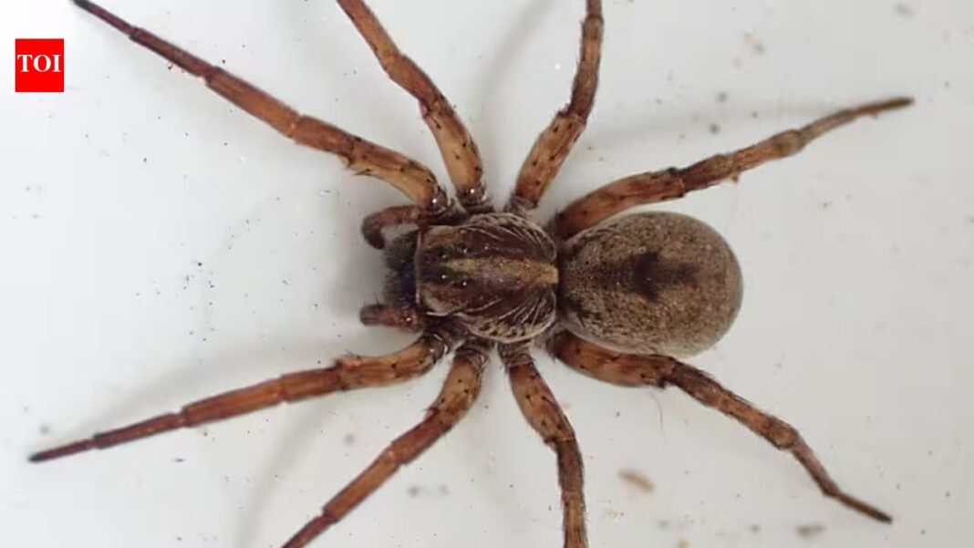 Scientists tested spiders as living DNA traps; their stomach contents can reveal which insects and other animals are living around them | Scientists tested spiders as living DNA traps; their stomach contents can reveal which insects and other animals are living around them |