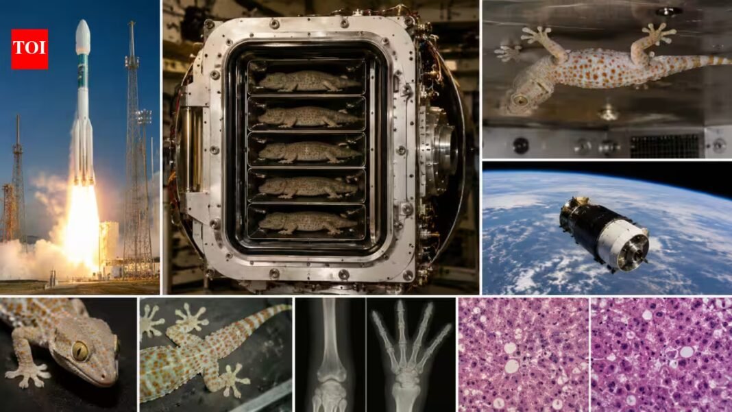 In 2005, NASA sent five geckos into space for 16 days without food or water, with later tests revealing changes in their bones and liver cells | In 2005, NASA sent five geckos into space for 16 days without food or water, with later tests revealing changes in their bones and liver cells |