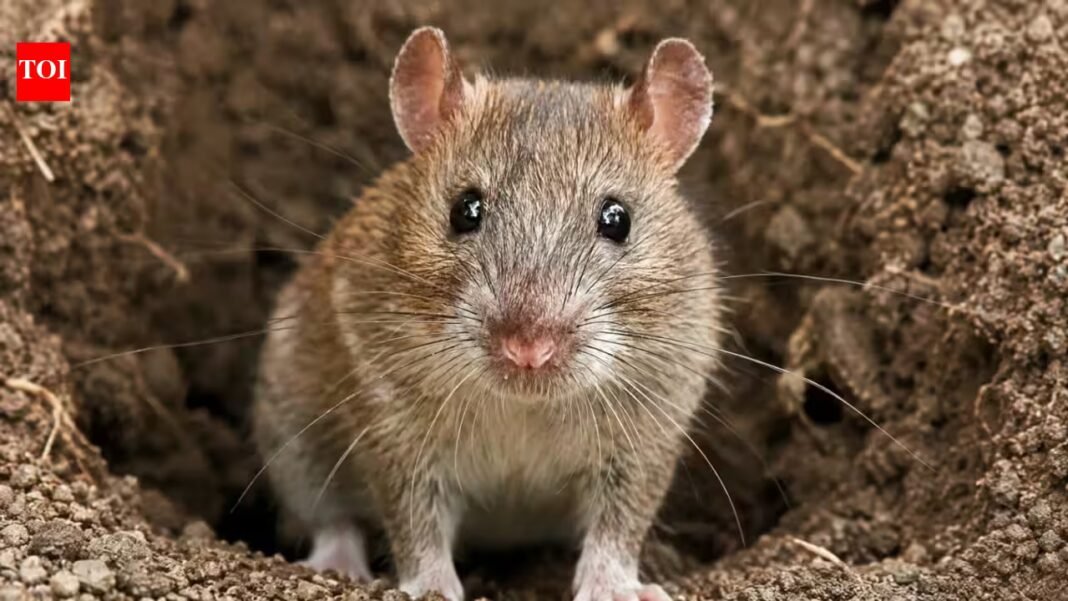 In 2011, up to 30,000 rats were eradicated from Palmyra Atoll; five years later native tree seedlings jumped from fewer than 150 to more than 7,700 In 2011, up to 30,000 rats were eradicated from Palmyra Atoll; five years later native tree seedlings jumped from fewer than 150 to more than 7,700