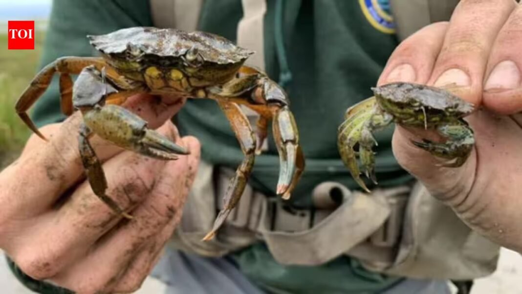 New England has battled invasive green crabs for more than 200 years; now people are eating the destructive species in a bid to protect shellfish, wetlands and coastal ecosystems New England has battled invasive green crabs for more than 200 years; now people are eating the destructive species in a bid to protect shellfish, wetlands and coastal ecosystems