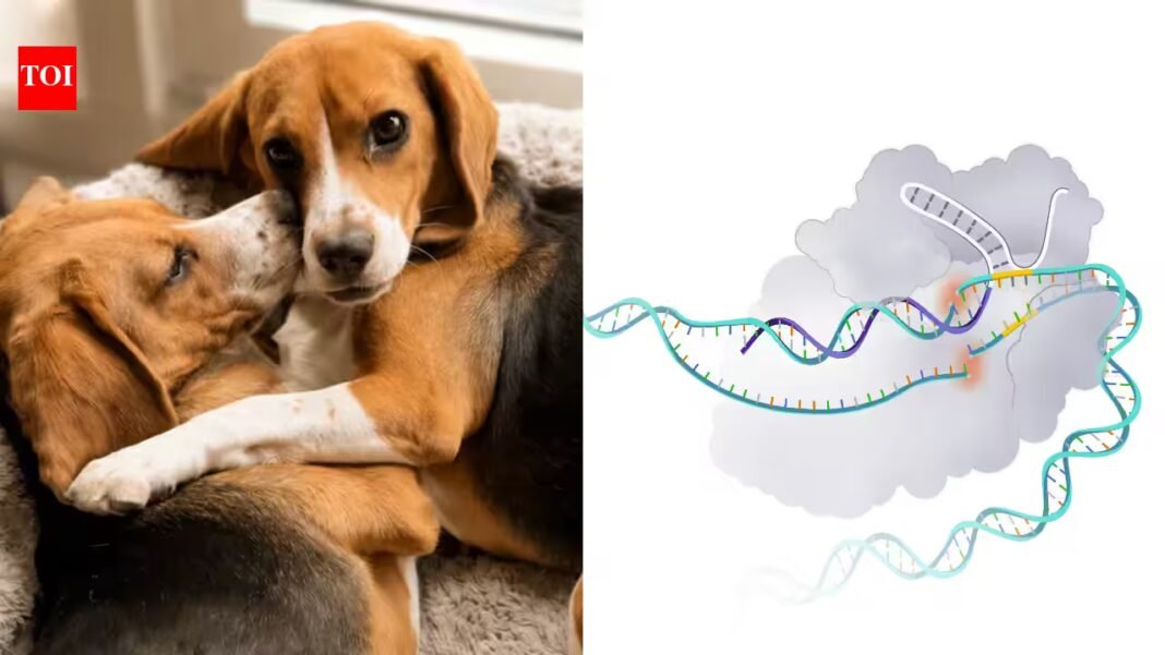 Researchers edited 25 beagle embryos to remove a major dog allergen; two pups born in 2024 produced no detectable Can f 1 and did not trigger one allergic founder’s skin-prick test Researchers edited 25 beagle embryos to remove a major dog allergen; two pups born in 2024 produced no detectable Can f 1 and did not trigger one allergic founder’s skin-prick test