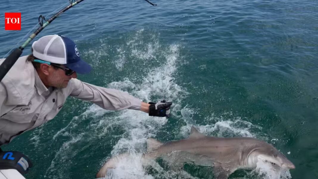 Jaws’ territory is now a great white nursery: 18 young sharks found off New York’s Hamptons as scientists investigate why they keep returning Jaws’ territory is now a great white nursery: 18 young sharks found off New York’s Hamptons as scientists investigate why they keep returning