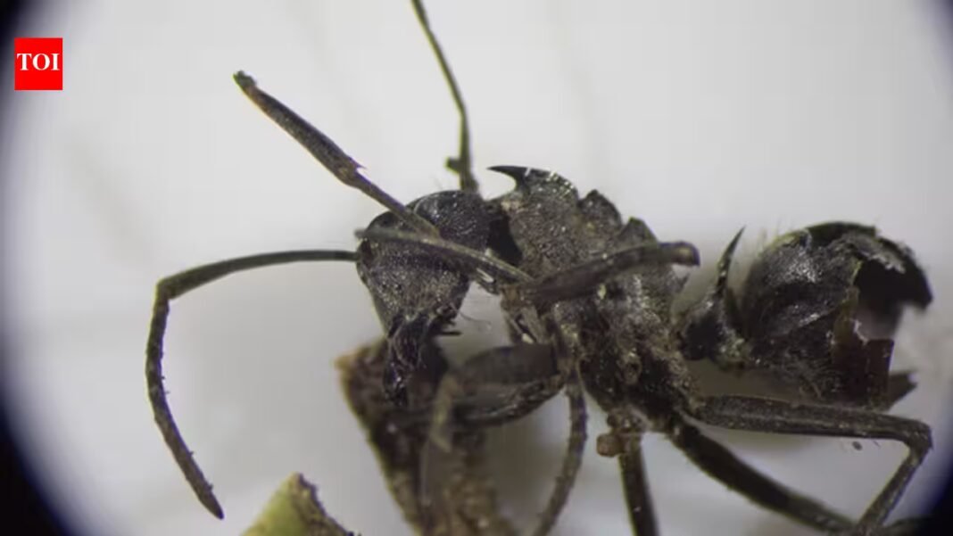 Scientists found a fungus that turns ants into ‘zombies’, forcing them to bite leaves and die so the parasite can spread | Scientists found a fungus that turns ants into ‘zombies’, forcing them to bite leaves and die so the parasite can spread |