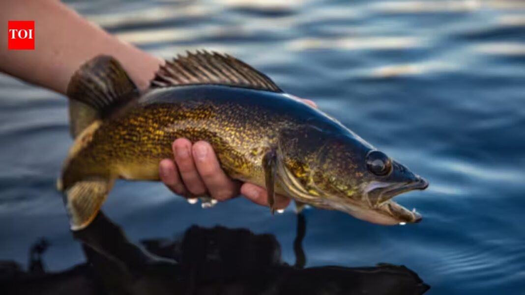 In 2018, scientists began removing about 285,000 fish from Wisconsin’s McDermott Lake; 4 years later yellow perch were up 788%, but walleye recruitment was still zero In 2018, scientists began removing about 285,000 fish from Wisconsin’s McDermott Lake; 4 years later yellow perch were up 788%, but walleye recruitment was still zero