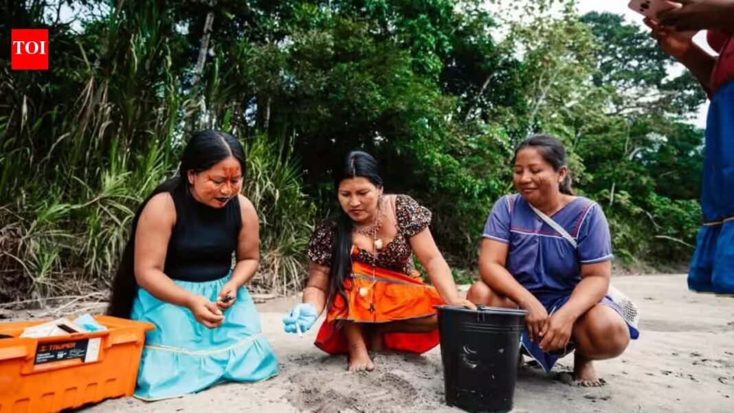 Meet the ‘Turtle Women’ of Amazon: 7 Indigenous women are bringing vulnerable river turtles back from the brink after releasing 208 baby turtles into the wild | Meet the ‘Turtle Women’ of Amazon: 7 Indigenous women are bringing vulnerable river turtles back from the brink after releasing 208 baby turtles into the wild |