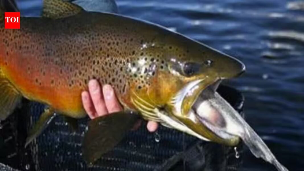 In 2003, crews began removing non-native fish from the Grand Canyon; by 2006 rainbow trout’s share of the catch had fallen from about 90% to under 10% In 2003, crews began removing non-native fish from the Grand Canyon; by 2006 rainbow trout’s share of the catch had fallen from about 90% to under 10%