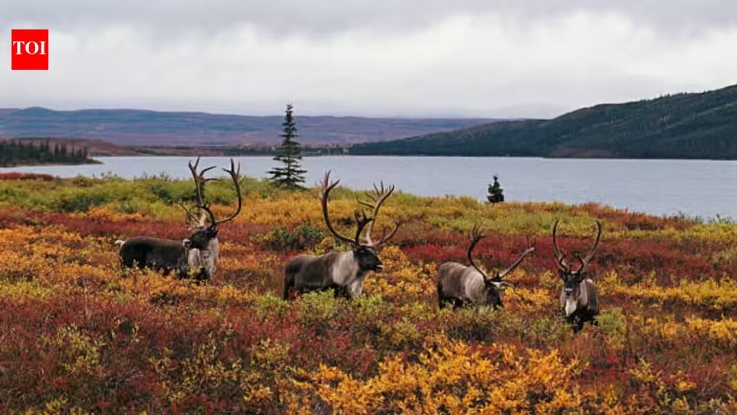 2,800+ wolves killed, nearly $10 million spent and 15 caribou herds still at risk: Why scientists say British Columbia is targeting the wrong problem 2,800+ wolves killed, nearly $10 million spent and 15 caribou herds still at risk: Why scientists say British Columbia is targeting the wrong problem