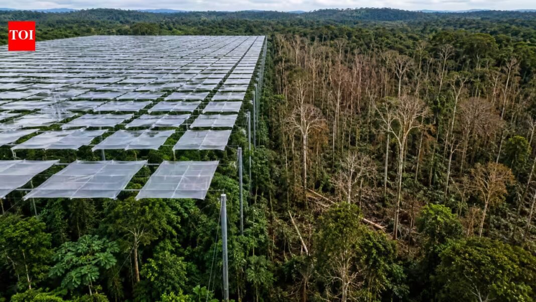 Scientists covered an Amazon rainforest plot with 6,000 panels to block half its rain; large trees died and biomass fell by a third | Scientists covered an Amazon rainforest plot with 6,000 panels to block half its rain; large trees died and biomass fell by a third |