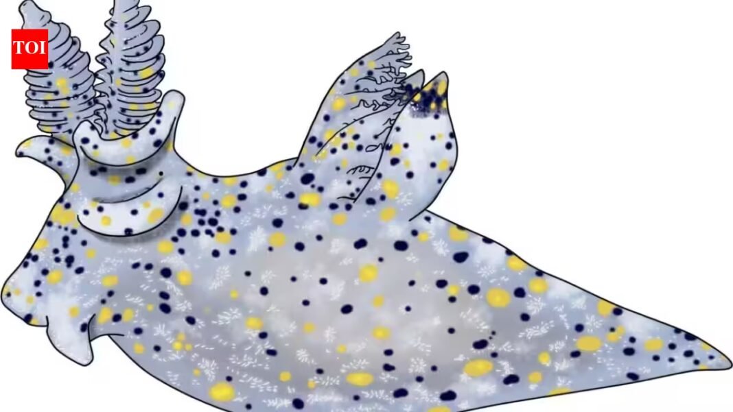 Meet Ho-Yeung Chan, the student who accidentally discovered a new sea slug smaller than a grain of rice | Meet Ho-Yeung Chan, the student who accidentally discovered a new sea slug smaller than a grain of rice |