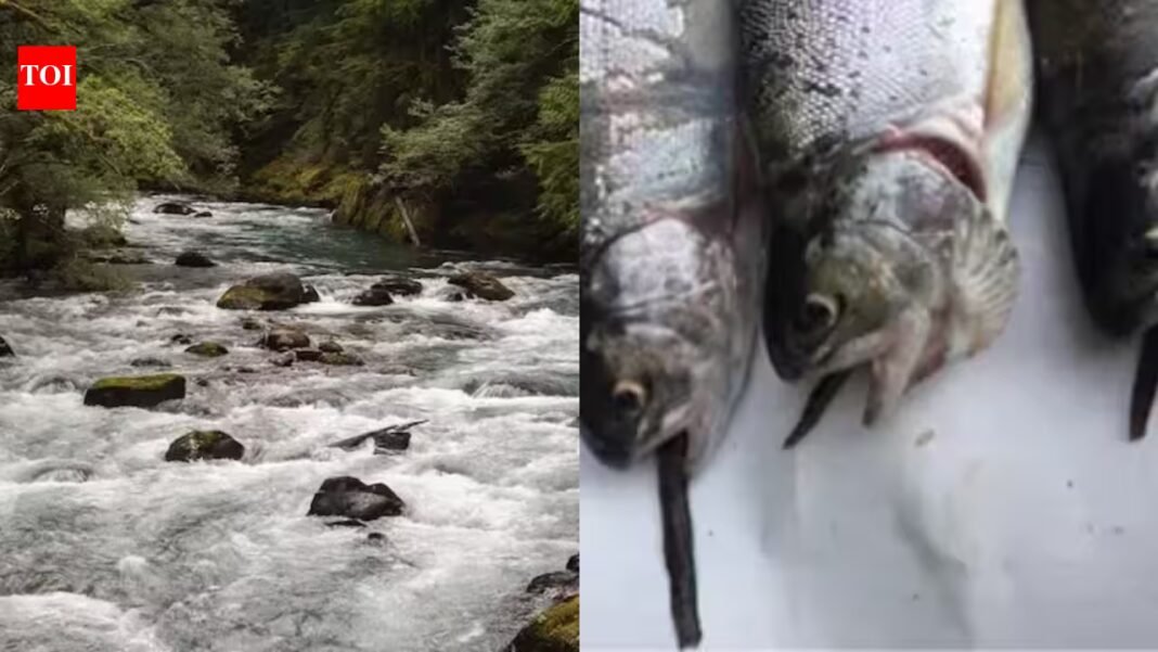 From 1915 to 1972, Mount Rainier stocked more than 9 million fish into naturally fishless waters; today 35 mountain lakes still hold breeding non-native populations that displace amphibians and alter ecosystems From 1915 to 1972, Mount Rainier stocked more than 9 million fish into naturally fishless waters; today 35 mountain lakes still hold breeding non-native populations that displace amphibians and alter ecosystems