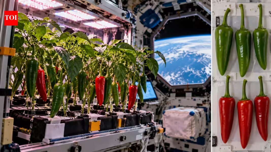 In 2021, Nasa grew Hatch chile peppers in microgravity; after 137 days, the plants produced 26 peppers with unusually straight stems | In 2021, Nasa grew Hatch chile peppers in microgravity; after 137 days, the plants produced 26 peppers with unusually straight stems |