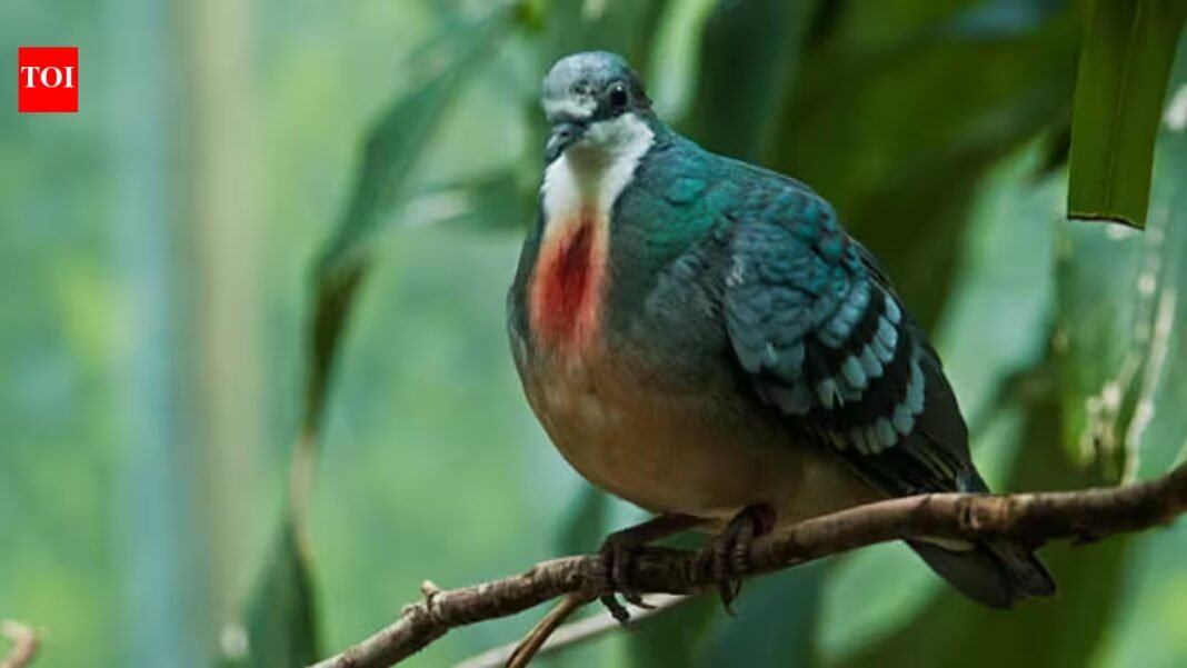 A pigeon with a ‘bleeding heart’ has returned after 20 years: Rare Philippine bird spotted in 2026, but why its comeback may not be good news A pigeon with a ‘bleeding heart’ has returned after 20 years: Rare Philippine bird spotted in 2026, but why its comeback may not be good news
