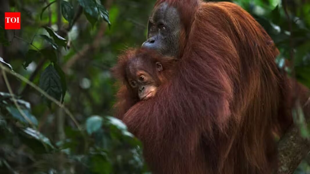 Gold miners have breached a refuge built for rescued orangutans; 14 hectares of Indonesia’s sanctuary damaged in 3 years Gold miners have breached a refuge built for rescued orangutans; 14 hectares of Indonesia’s sanctuary damaged in 3 years