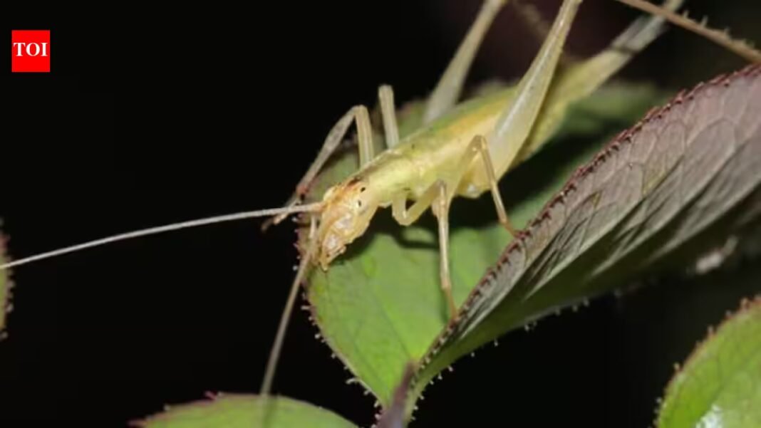 Scientists used fossil wings, lasers and AI to recreate the calls of insects from 165 million years ago; some Jurassic species were already communicating above human hearing Scientists used fossil wings, lasers and AI to recreate the calls of insects from 165 million years ago; some Jurassic species were already communicating above human hearing