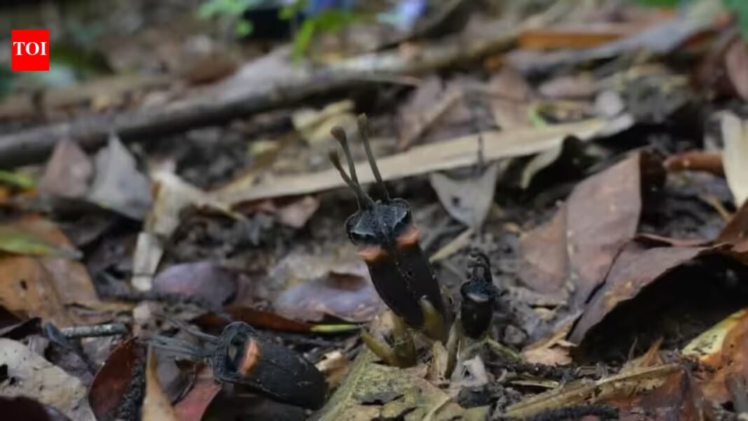 A ‘devil flower’ with no leaves, no branches, no green part has been discovered in a Thai forest, scientists say its bizarre appearance is hiding an even stranger secret A ‘devil flower’ with no leaves, no branches, no green part has been discovered in a Thai forest, scientists say its bizarre appearance is hiding an even stranger secret