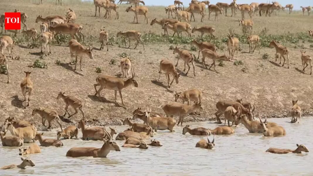 Kazakhstan lost 200,000 saigas in a devastating die-off in 2015; now the population has surged past 4.6 million creating tensions with the human population | Kazakhstan lost 200,000 saigas in a devastating die-off in 2015; now the population has surged past 4.6 million creating tensions with the human population |