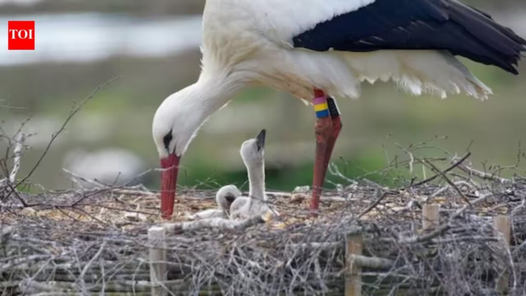 White storks vanished from Southern Sweden in the 1950s; a wetland revival now aims to support 100 breeding pairs | White storks vanished from Southern Sweden in the 1950s; a wetland revival now aims to support 100 breeding pairs |