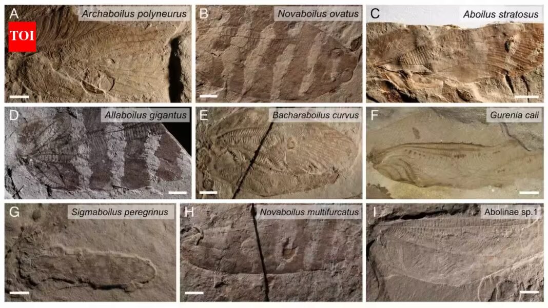 Meet Thorin Jonsson, the biologist who used 165-million-year-old insect wings to recreate the sounds of a Jurassic forest | Meet Thorin Jonsson, the biologist who used 165-million-year-old insect wings to recreate the sounds of a Jurassic forest |
