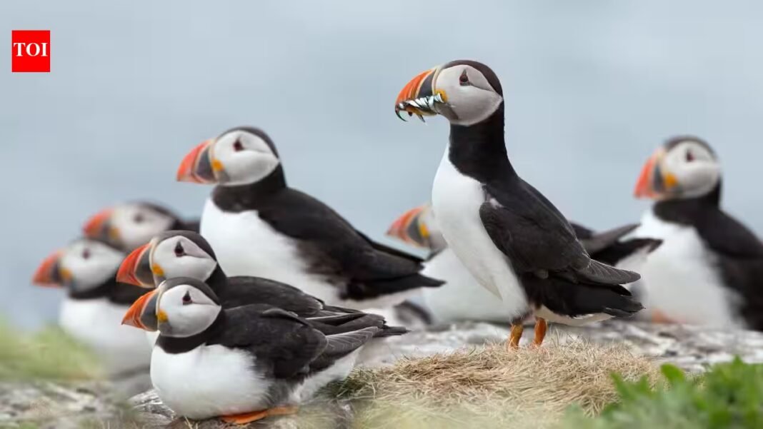 In 2002, Lundy began its rat-eradication project; puffins later rose from 13 in 2000 to 1,335, and more than 40,000 seabirds now nest on the island In 2002, Lundy began its rat-eradication project; puffins later rose from 13 in 2000 to 1,335, and more than 40,000 seabirds now nest on the island