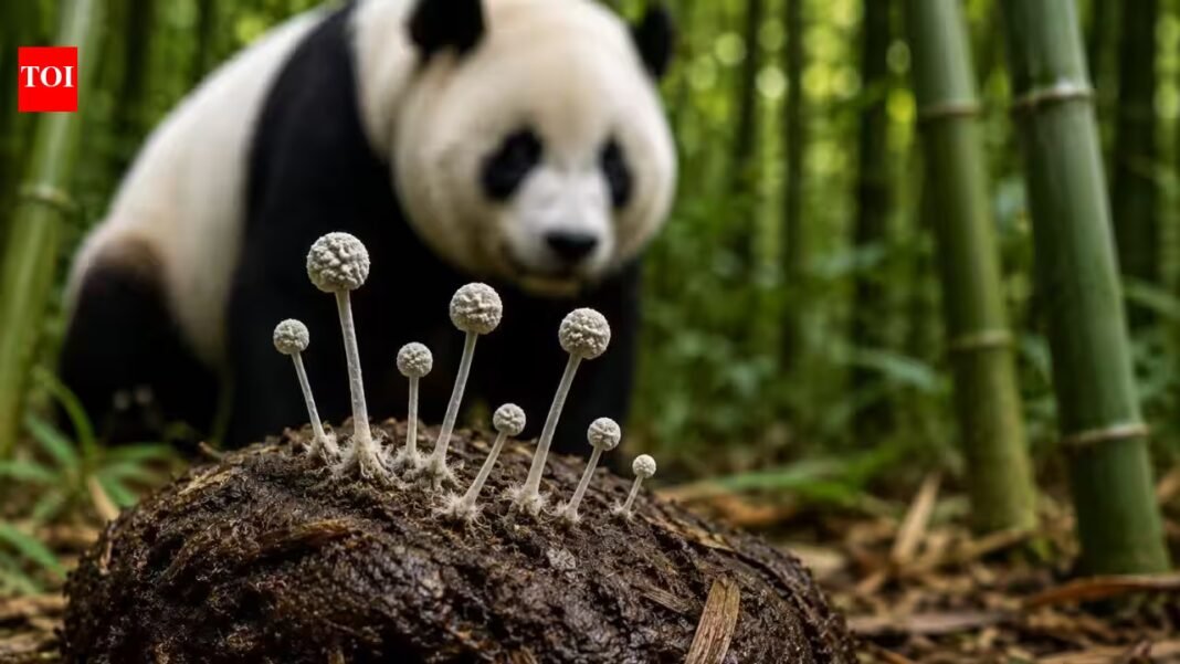 Scientists found a fungus never seen before growing in giant panda poop; DNA analysis confirmed it was a new species | Scientists found a fungus never seen before growing in giant panda poop; DNA analysis confirmed it was a new species |