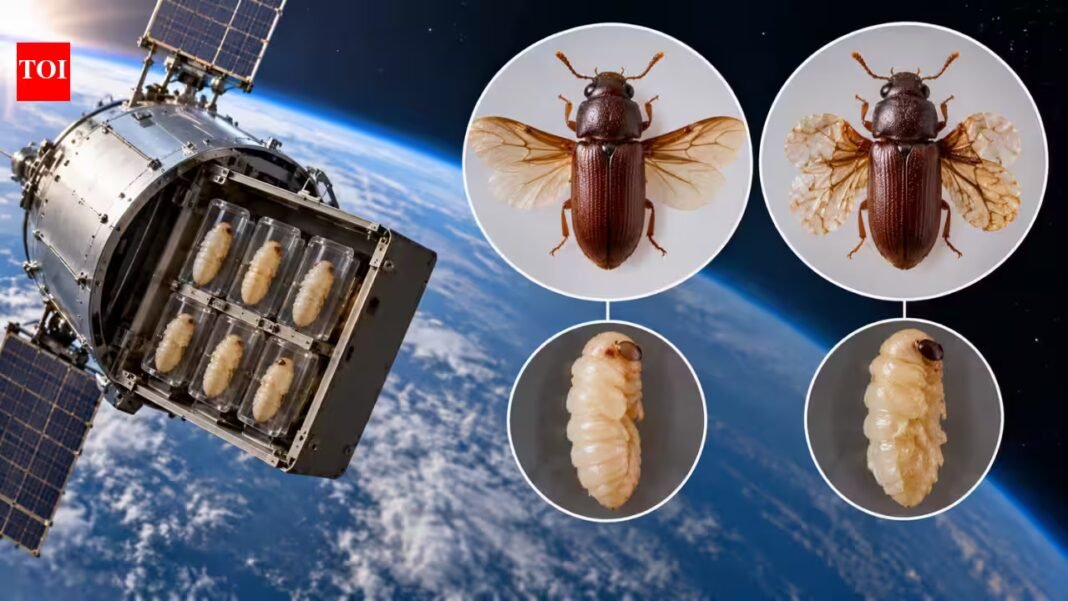 In 1967, Nasa flew flour beetle pupae into space on Biosatellite II, and wing abnormalities rose from 29.9% to 44.8% | In 1967, Nasa flew flour beetle pupae into space on Biosatellite II, and wing abnormalities rose from 29.9% to 44.8% |