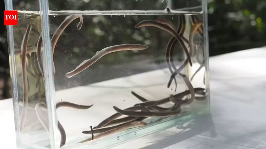 Meet Luke Carpenter-Bundhoo, the Australian ecologist who found an ancient ‘vegan Dracula’ fish 900 miles beyond its known range | Meet Luke Carpenter-Bundhoo, the Australian ecologist who found an ancient ‘vegan Dracula’ fish 900 miles beyond its known range |