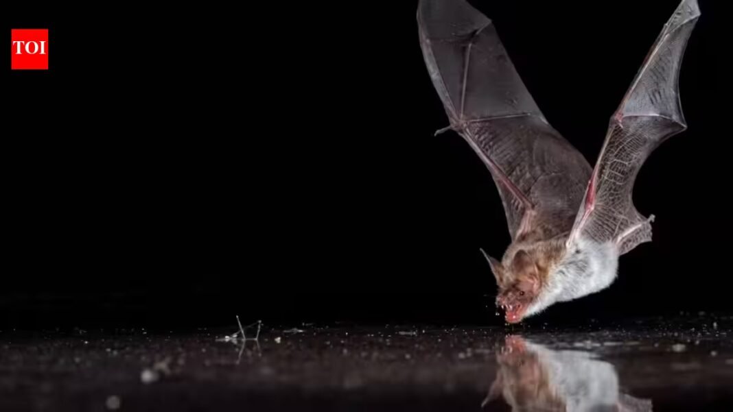 Scientists covered bat drinking pools with clear plastic; 11 bat species tried to drink from the fake water | Scientists covered bat drinking pools with clear plastic; 11 bat species tried to drink from the fake water |
