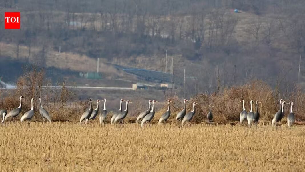 In 1953, North and South Korea established a demilitarised zone; decades later human isolation led to the formation of a 155-mile-long wildlife haven In 1953, North and South Korea established a demilitarised zone; decades later human isolation led to the formation of a 155-mile-long wildlife haven