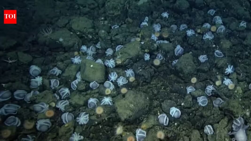 Scientists discovered an underwater city of 20,000 octopus nests deep inside California coast; largest known nursery on the planet Scientists discovered an underwater city of 20,000 octopus nests deep inside California coast; largest known nursery on the planet