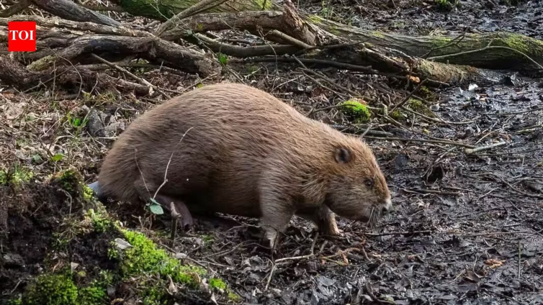England released beavers into a Dorset woodland in 2025; one year later, their dams had turned dense forest into wildlife-rich wetland England released beavers into a Dorset woodland in 2025; one year later, their dams had turned dense forest into wildlife-rich wetland