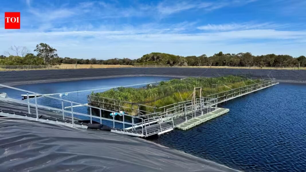 In 2023, Australia put a 330-square-metre floating wetland on a wastewater lagoon; two years later researchers found methane emissions had fallen by up to 66% In 2023, Australia put a 330-square-metre floating wetland on a wastewater lagoon; two years later researchers found methane emissions had fallen by up to 66%