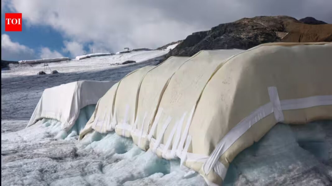 Scientists covered 200 square metres of a Swiss glacier with sheep’s wool; early tests found it protected the ice about as well as plastic sheets, but only 0.02% of Swiss glacier ice is covered Scientists covered 200 square metres of a Swiss glacier with sheep’s wool; early tests found it protected the ice about as well as plastic sheets, but only 0.02% of Swiss glacier ice is covered