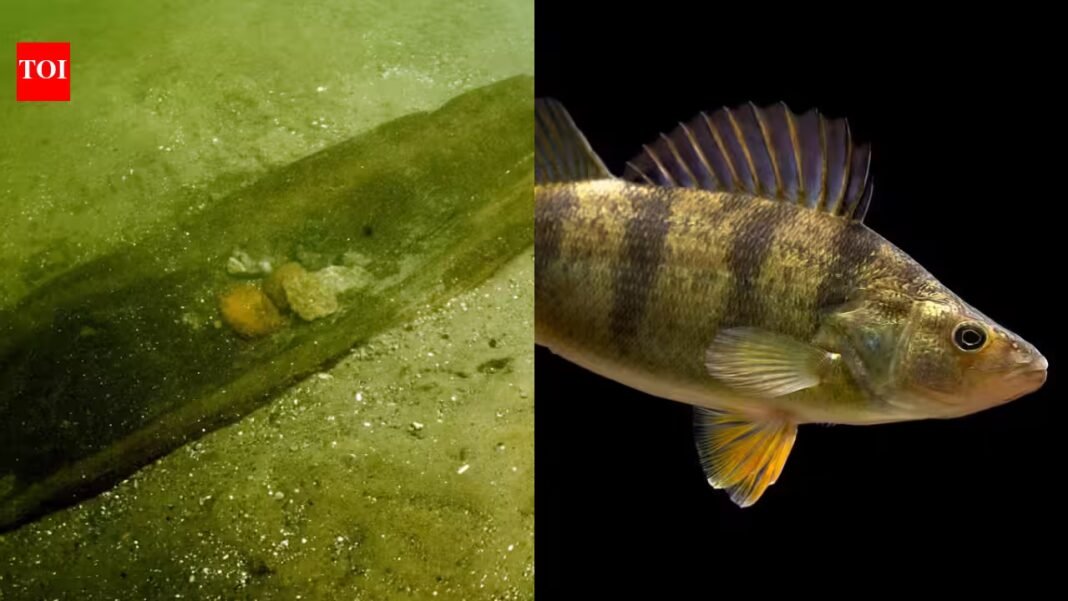 Aquatic Ecosystem Health: Scientists removed more than 70% of underwater logs from one half of a Wisconsin lake; within 2 years its once-dominant yellow perch population had nearly disappeared Aquatic Ecosystem Health: Scientists removed more than 70% of underwater logs from one half of a Wisconsin lake; within 2 years its once-dominant yellow perch population had nearly disappeared
