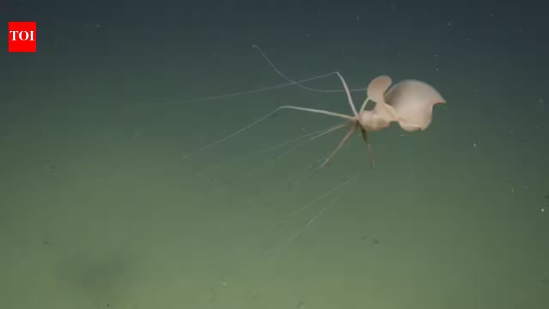 Scientists sent a robot two miles below California and found a bigfin squid; it was the first live Northeast Pacific sighting Scientists sent a robot two miles below California and found a bigfin squid; it was the first live Northeast Pacific sighting