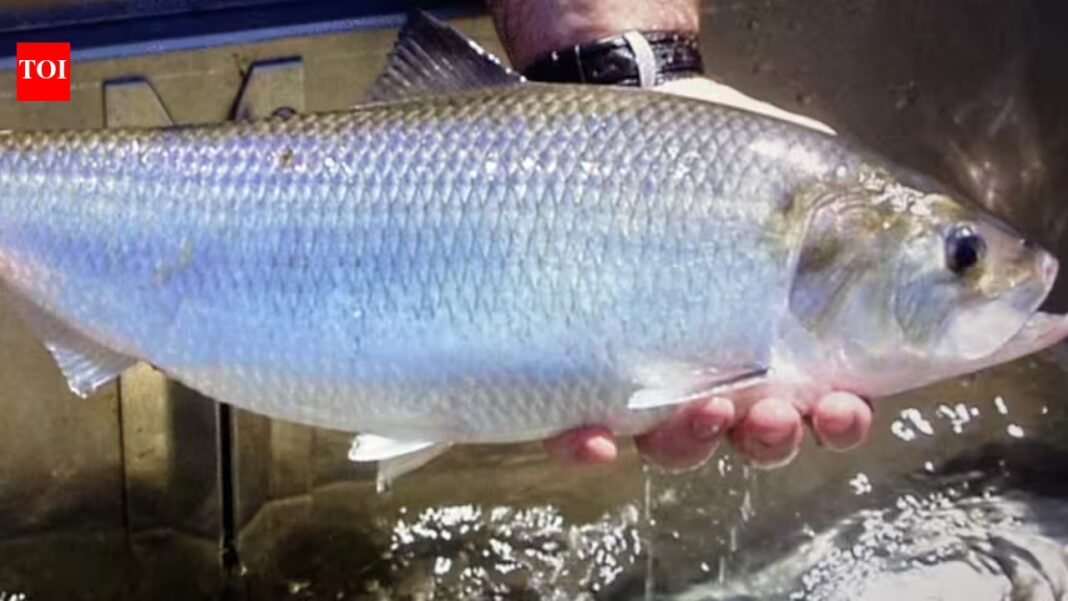 In 2014, Virginia removed a dam that had blocked migrating fish for over 70 years; nearly 130 miles of upstream spawning and nursery habitat reopened In 2014, Virginia removed a dam that had blocked migrating fish for over 70 years; nearly 130 miles of upstream spawning and nursery habitat reopened