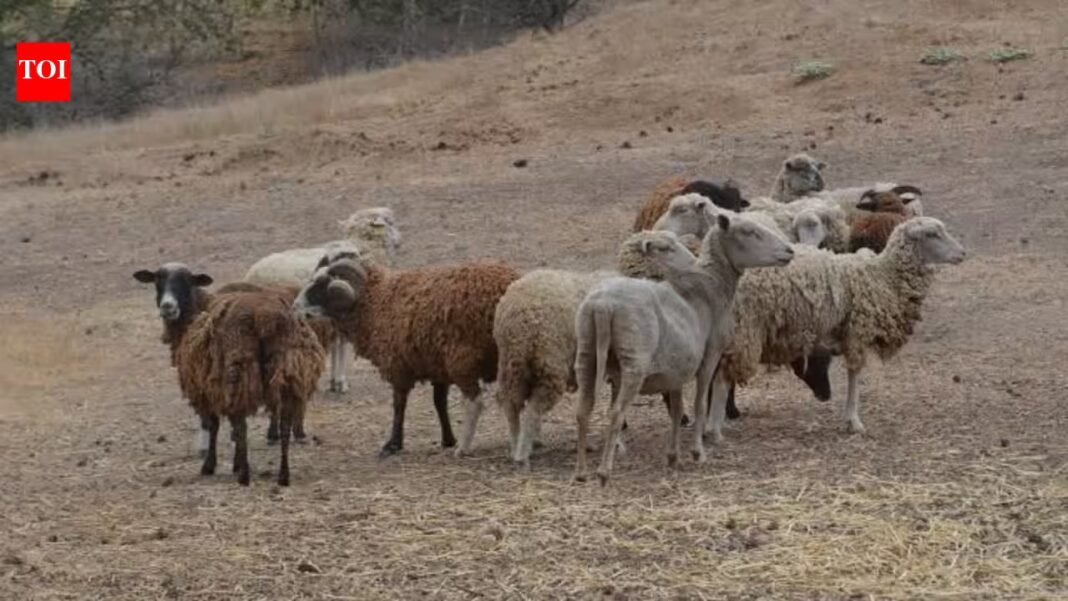 In 1980, conservationists began eradicating feral sheep to restore California’s Santa Cruz Island; by 1987 numbers fell from 21,500 to under 100, then 12 lambs were rescued to save the breed In 1980, conservationists began eradicating feral sheep to restore California’s Santa Cruz Island; by 1987 numbers fell from 21,500 to under 100, then 12 lambs were rescued to save the breed