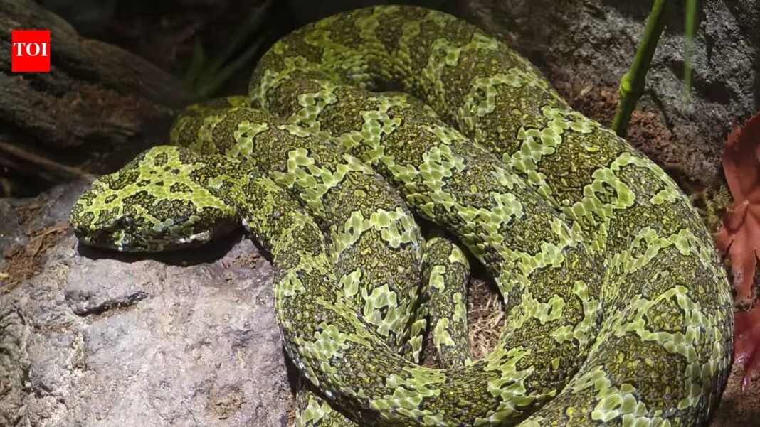 China’s ‘Snake Doctor’ continues conservation work for a rare viper, despite 9 snake bites, divorce threat from wife and even after losing a finger | China’s ‘Snake Doctor’ continues conservation work for a rare viper, despite 9 snake bites, divorce threat from wife and even after losing a finger |