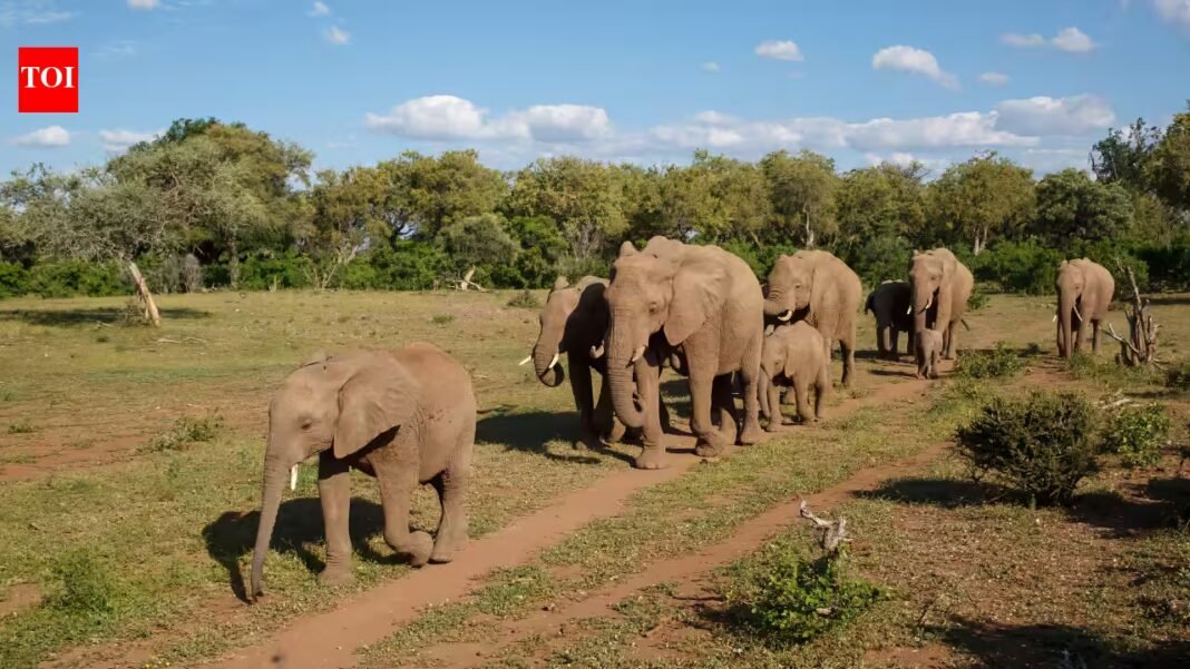 Why do elephants visit the same graves? The fascinating mystery behind their behaviour Why do elephants visit the same graves? The fascinating mystery behind their behaviour