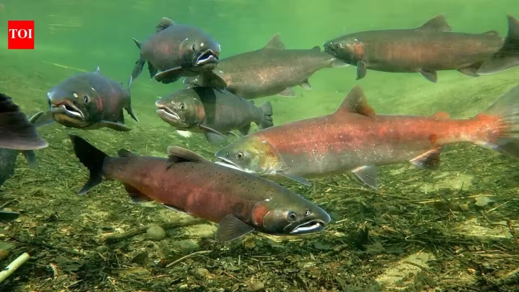 In 2024, four Klamath River dams came down, reopening habitat blocked for over a century; in two salmon runs, 21,052 Chinook moved upstream and reclaimed 88% of their historic range In 2024, four Klamath River dams came down, reopening habitat blocked for over a century; in two salmon runs, 21,052 Chinook moved upstream and reclaimed 88% of their historic range