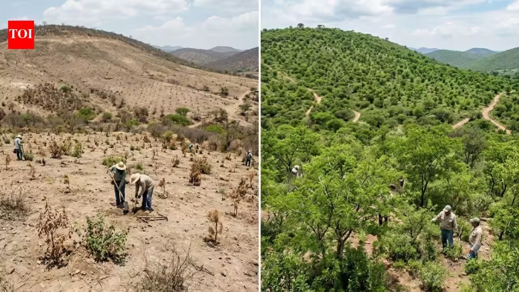 In 2014, Mexico began a massive 1 million-hectare restoration drive; 4 years later plant survival had risen from just 33% to 64% | In 2014, Mexico began a massive 1 million-hectare restoration drive; 4 years later plant survival had risen from just 33% to 64% |